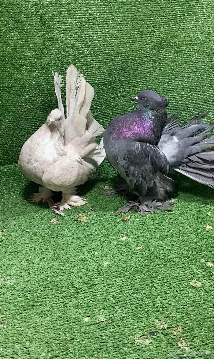 رقاص امريكي 0