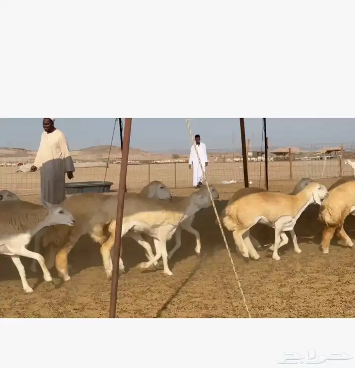 غنم حريات رخال 5