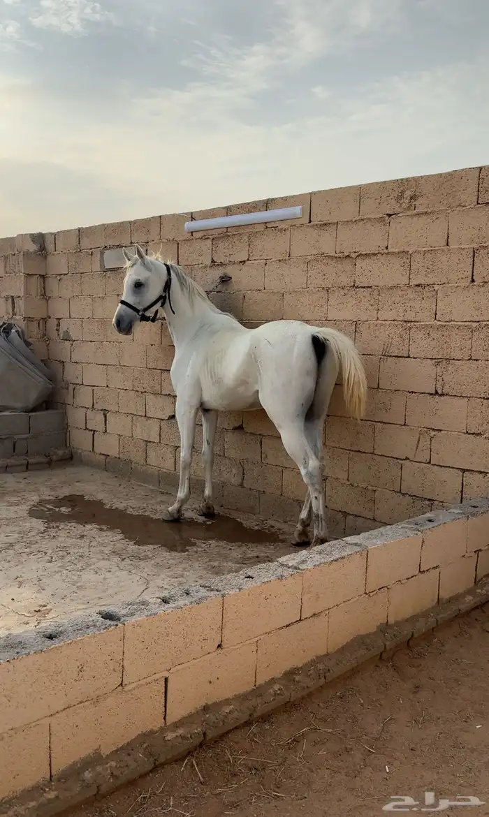 حصان شعبي شيخ 2