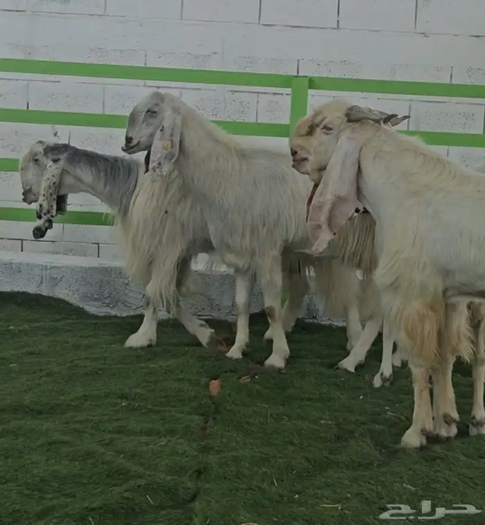 4 معزا مشاريك مقاني بيض بالفحل ابرص 6