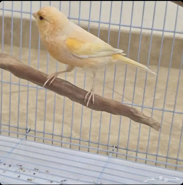 ذكر كناري طفره عيون حمر 1