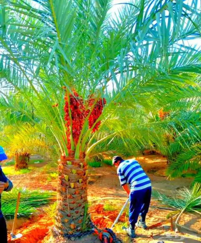 نخل مثمر نخيل نقايل جثايث اخلاص سكري برحي صقعي واشنطني مجدول 1