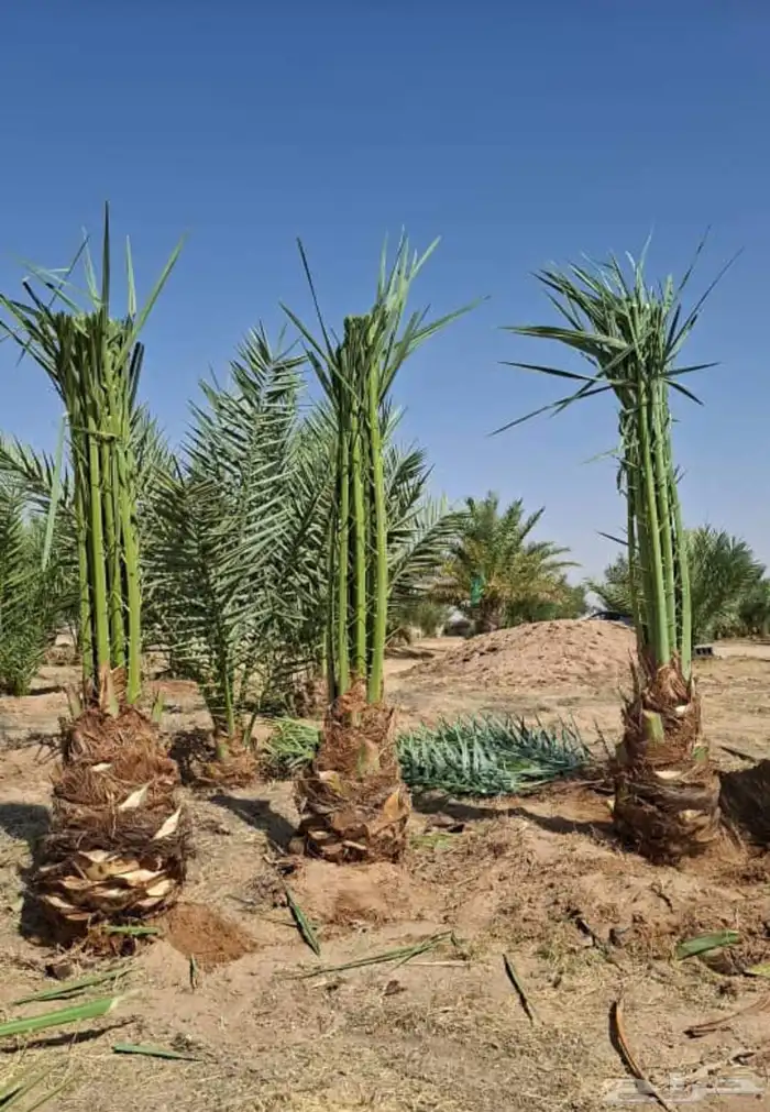 مشاءالله تبارك الله نخل وصل اليوم عرعر نخل مثمر 4