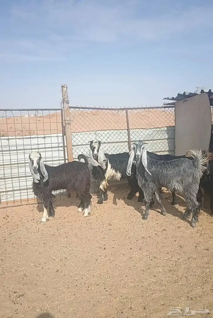 تيوس جذعان( مخاصي) 2