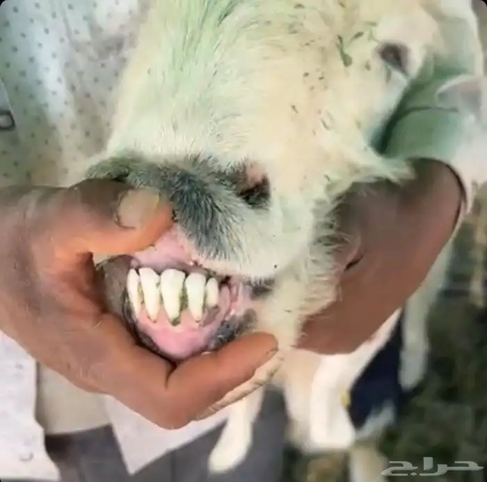 سدس نجديه دااافع لاهل الزين 3