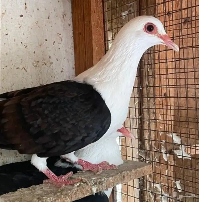 جوز رعبي تركيب جديد 2