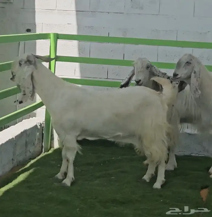 4 معزا مشاريك مقاني بيض بالفحل ابرص 8