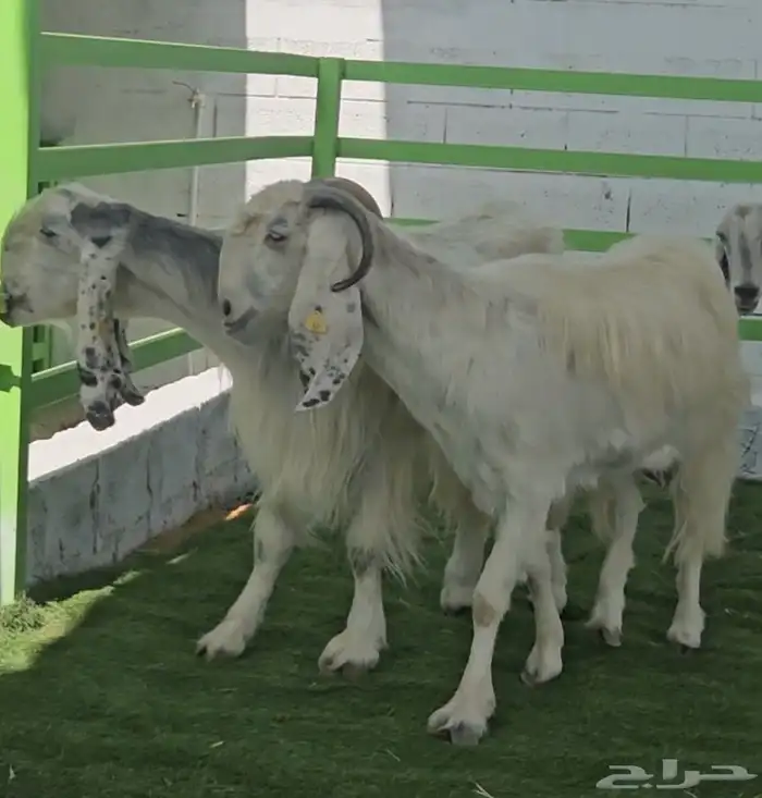 4 معزا مشاريك مقاني بيض بالفحل ابرص 7