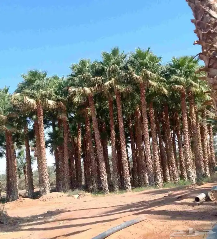 نخل واشنطن وعربي مثمر جميع المقاسات متوفره يوجد توصيل لجميع 0