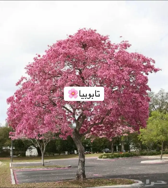 حدائق منزلية 3