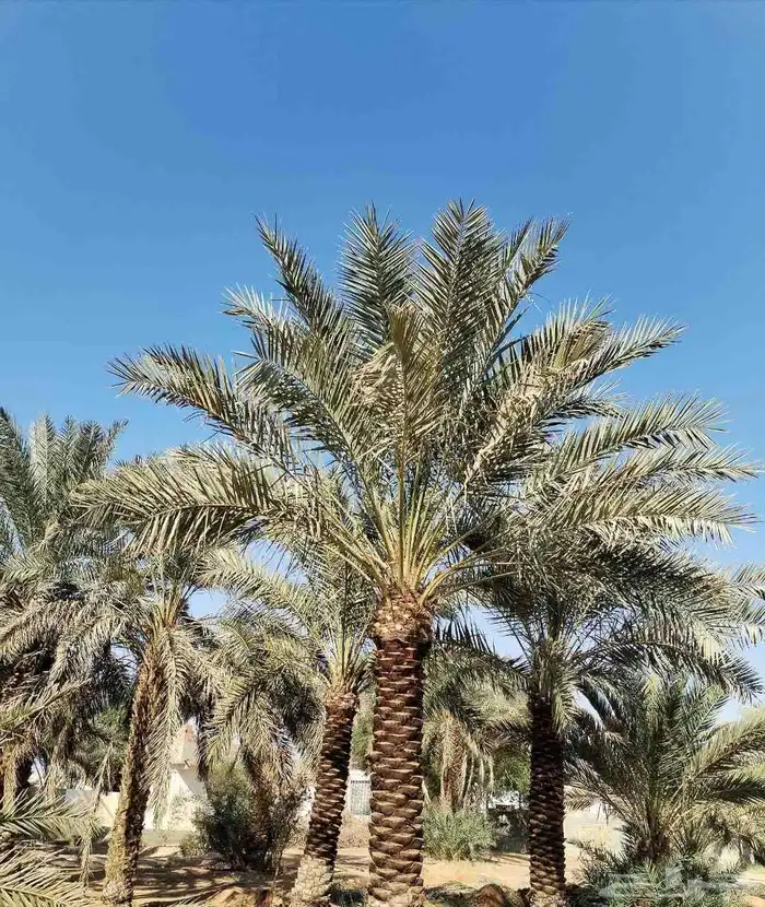 يوجد لدينا نخل عربي قلع وغرس و توريد 5