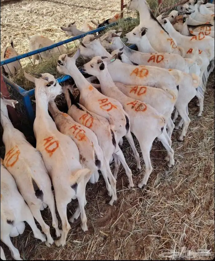 ذبيحتك واصله لبيتك 7