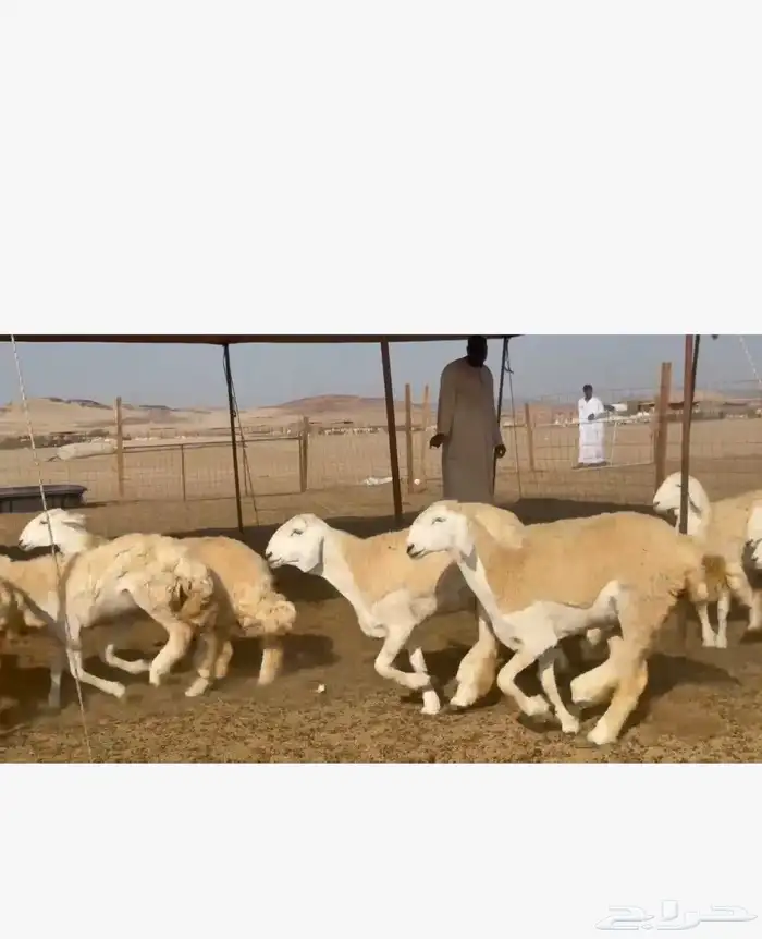 غنم حريات رخال 9