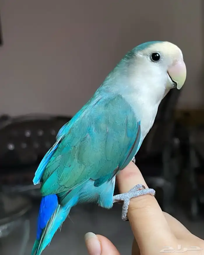 للبيع ببغاء الروز الأليف 0