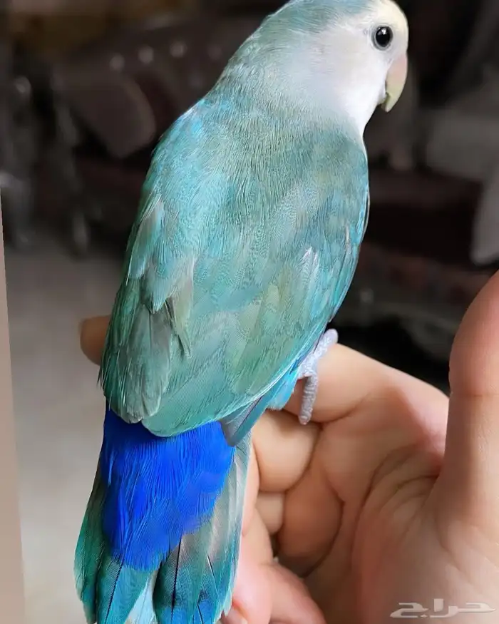 للبيع ببغاء الروز الأليف 5