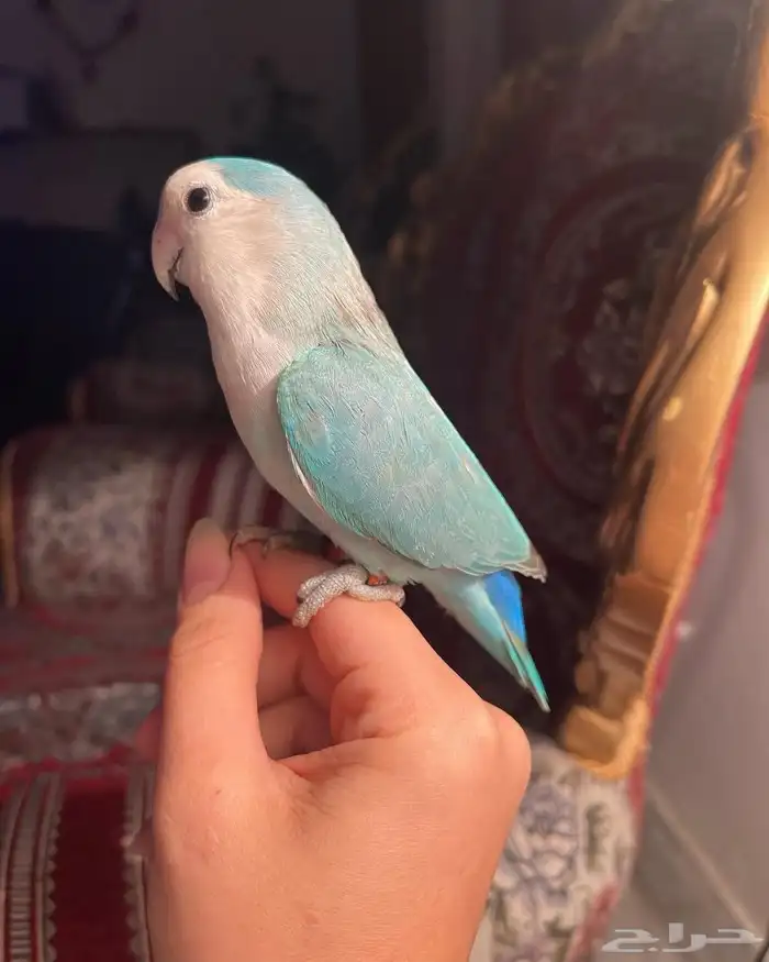للبيع ببغاء الروز الأليف 9
