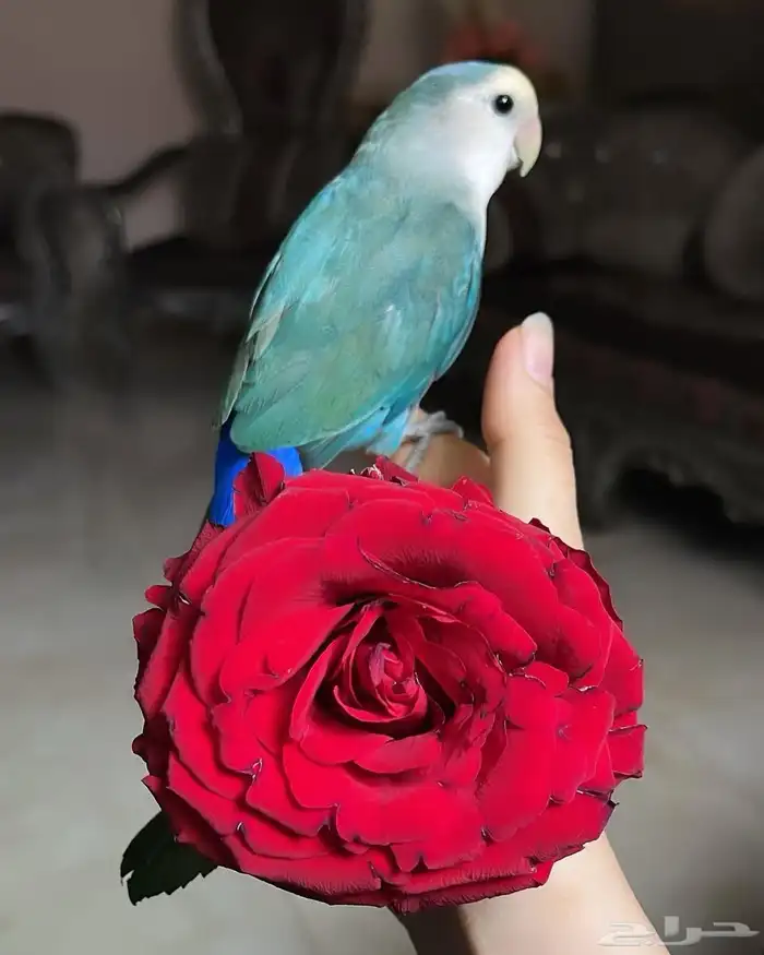 للبيع ببغاء الروز الأليف 1