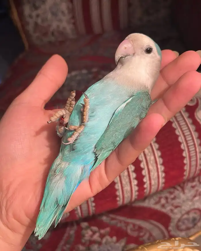 للبيع ببغاء الروز الأليف 11