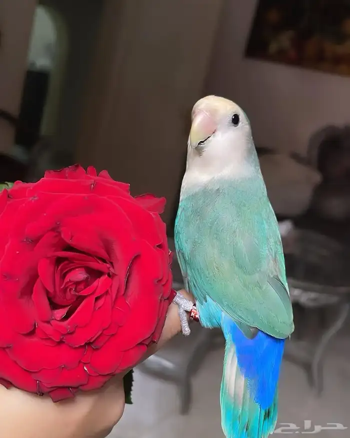 للبيع ببغاء الروز الأليف 6