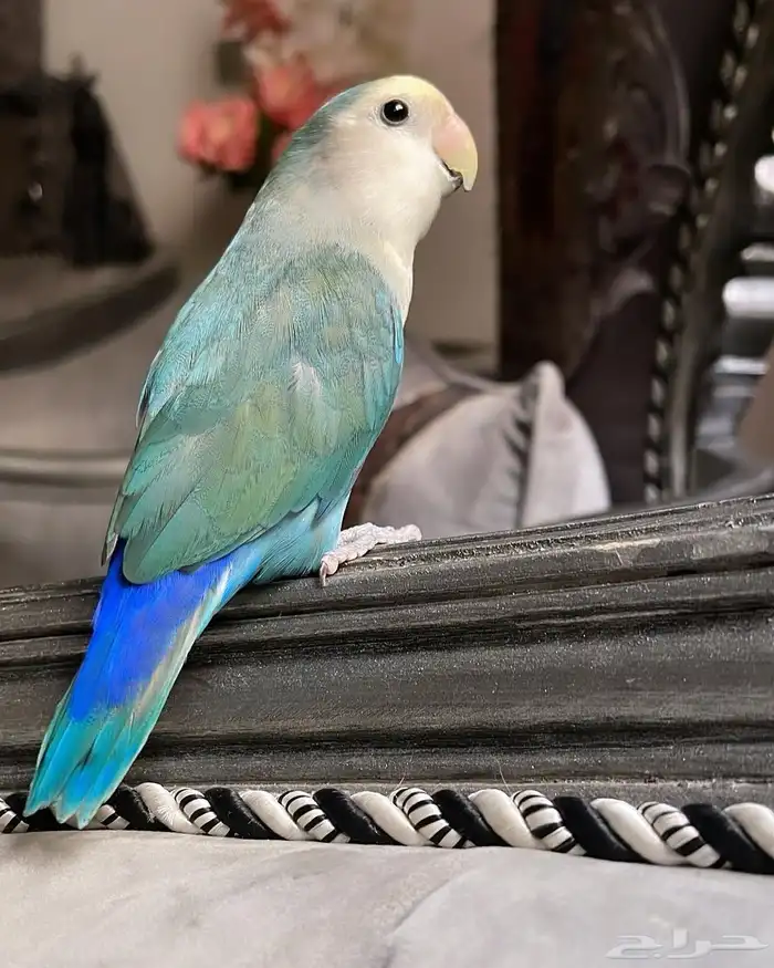 للبيع ببغاء الروز الأليف 4