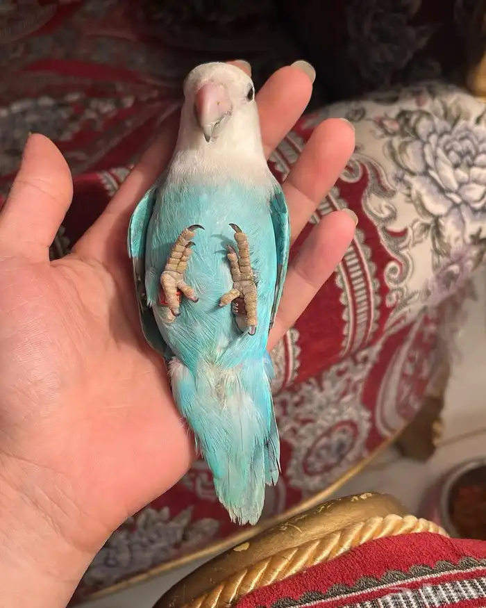 للبيع ببغاء الروز الأليف 8