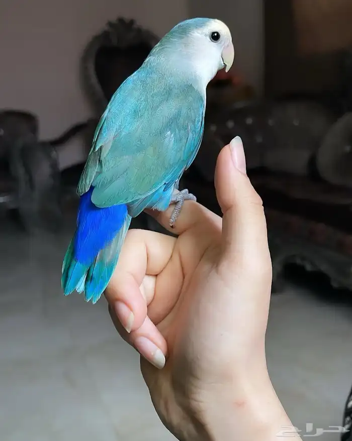 للبيع ببغاء الروز الأليف 3