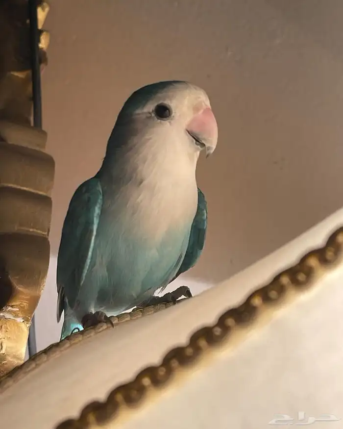 للبيع ببغاء الروز الأليف 10