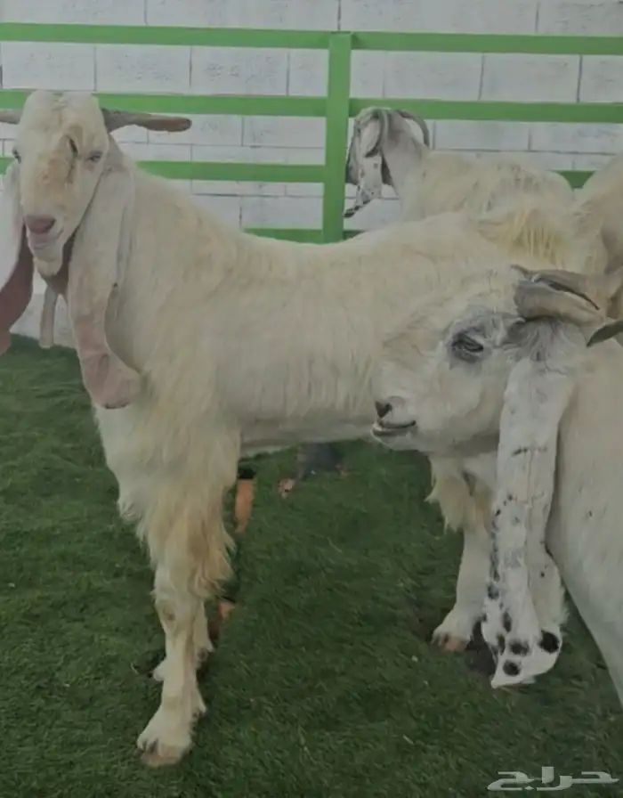 4 معزا مشاريك مقاني بيض بالفحل ابرص 1