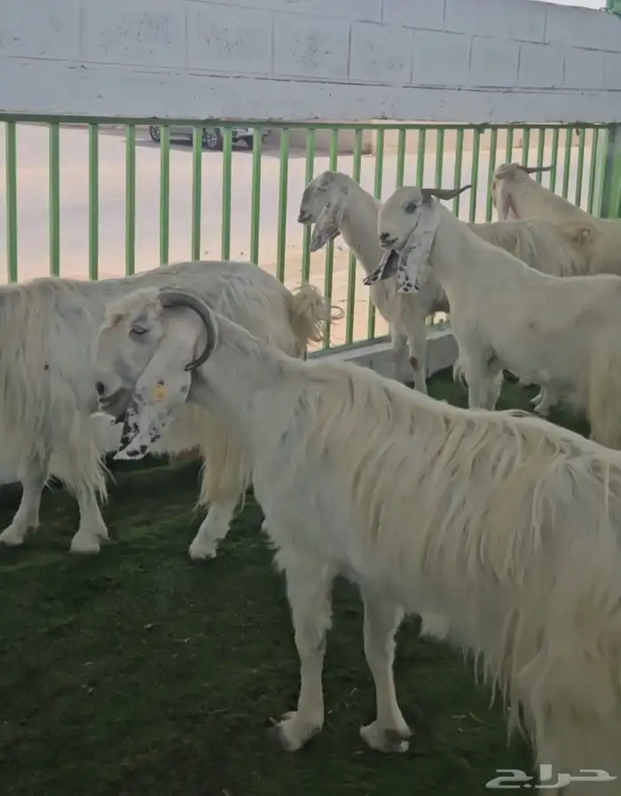 4 معزا مشاريك مقاني بيض بالفحل ابرص 0