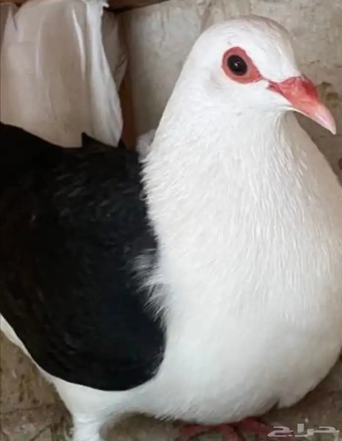 جوز رعبي تركيب جديد 0