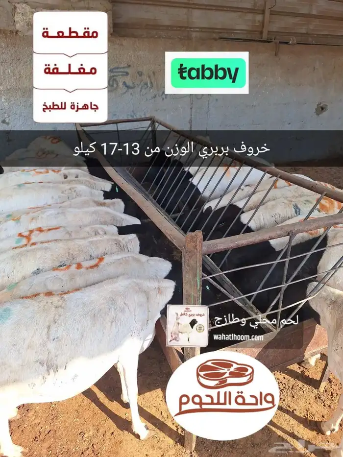 ذبيحة بربري الوزن لحم من 13-17 كجم 0