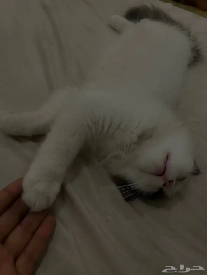 قط شيرازي ذكر 3