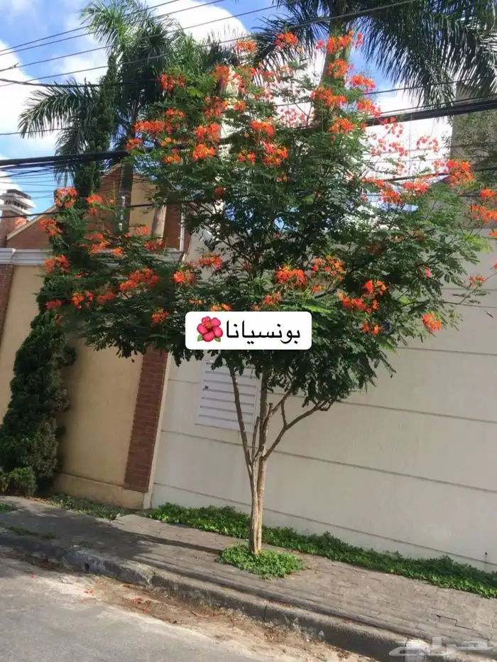 حدائق منزلية 6