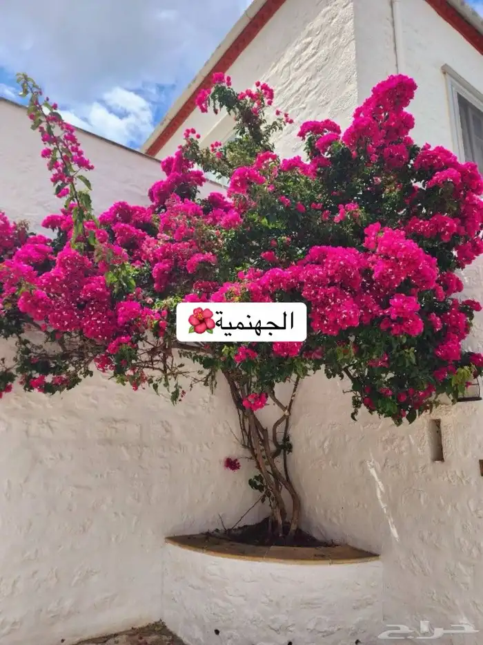 حدائق منزلية 0