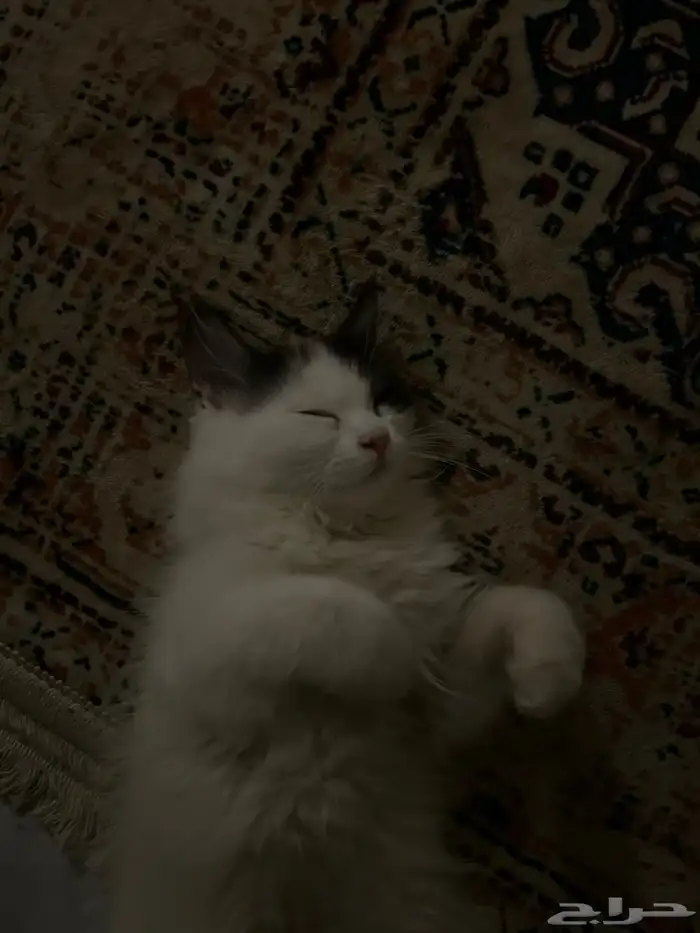 قط شيرازي ذكر 0