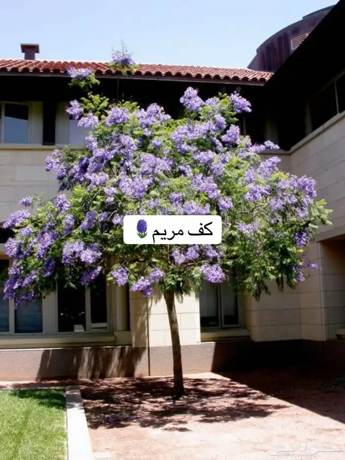 حدائق منزلية 5