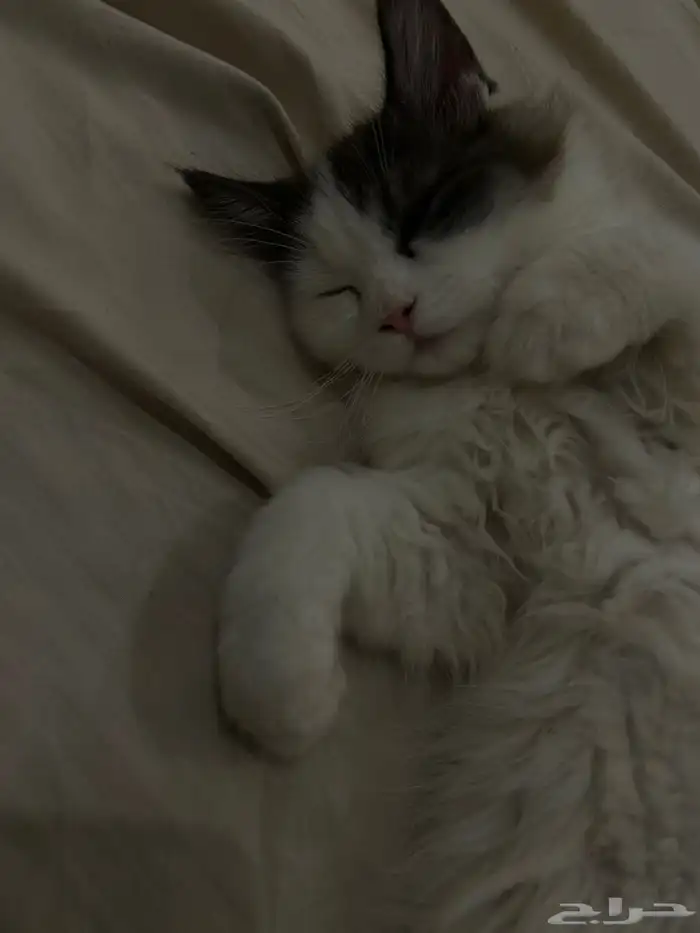 قط شيرازي ذكر 2