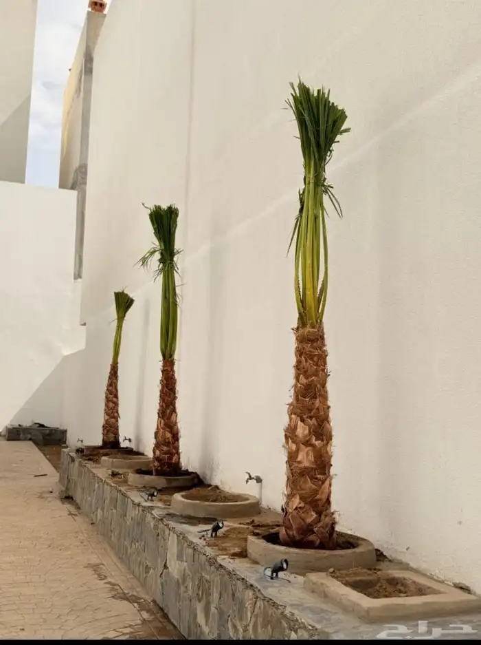 نخيل للبيع العربي والواشنطني لتواصل 0