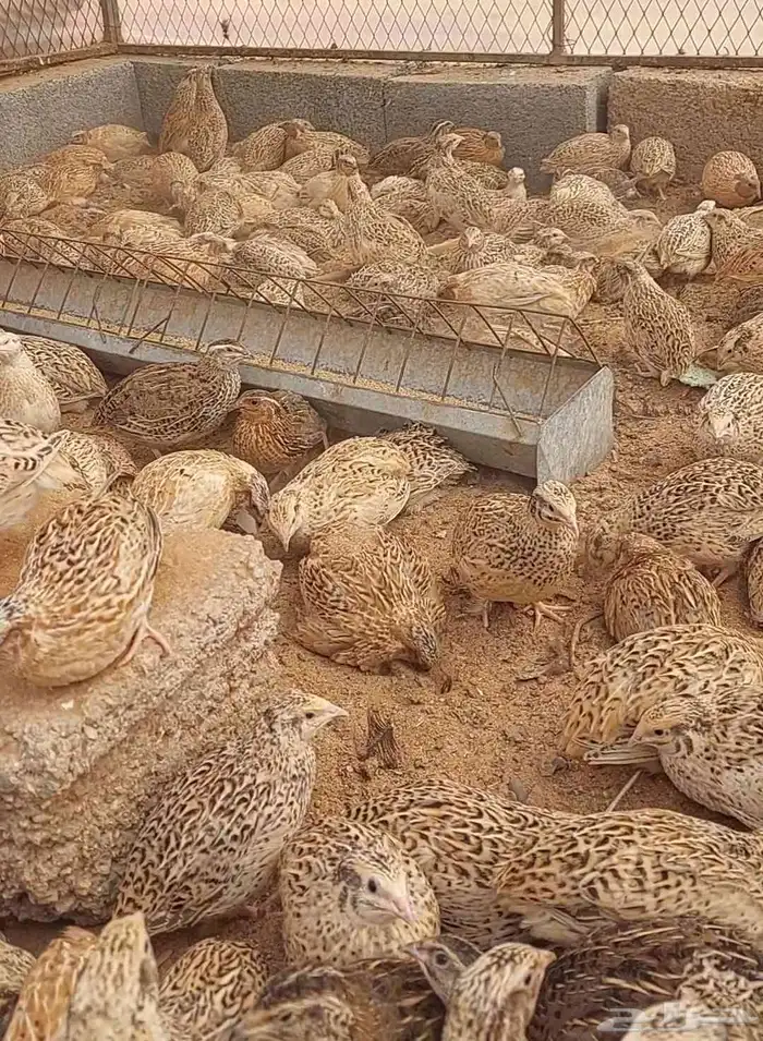 سمان فري كريمي 0