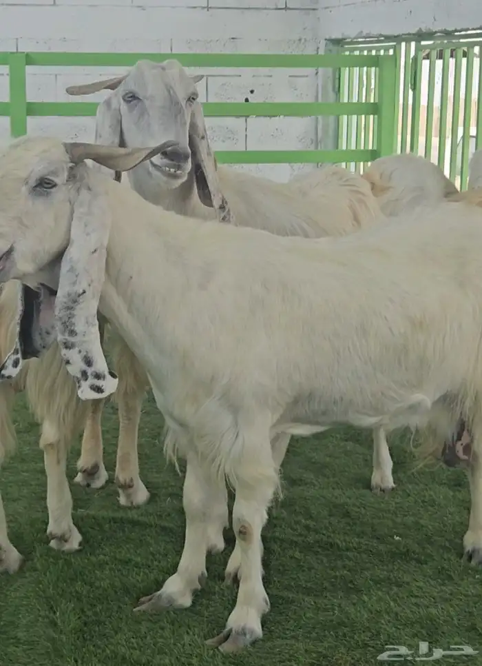 4 معزا مشاريك مقاني بيض بالفحل ابرص 3