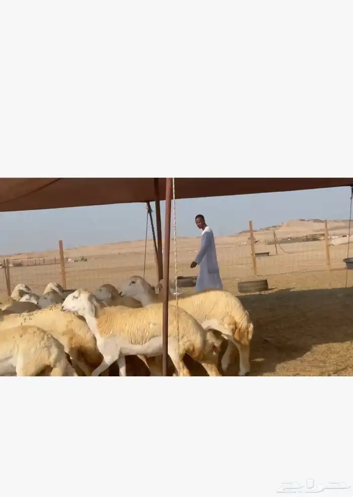 غنم حريات رخال 7