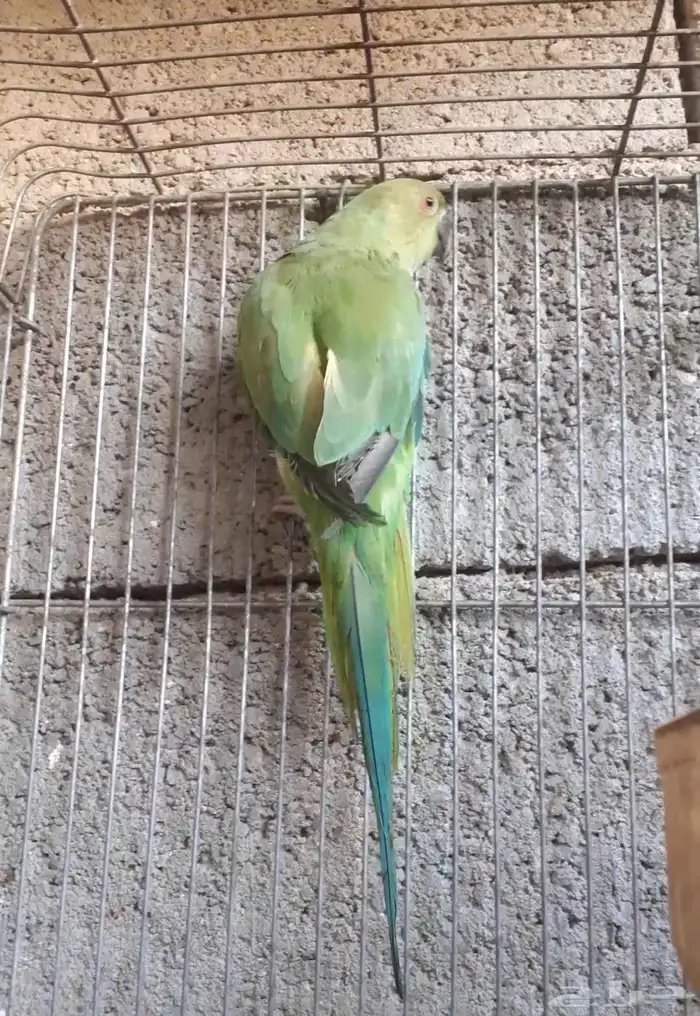 للبيع الدره هندي 3