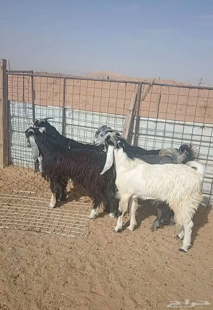 تيوس جذعان( مخاصي) 3