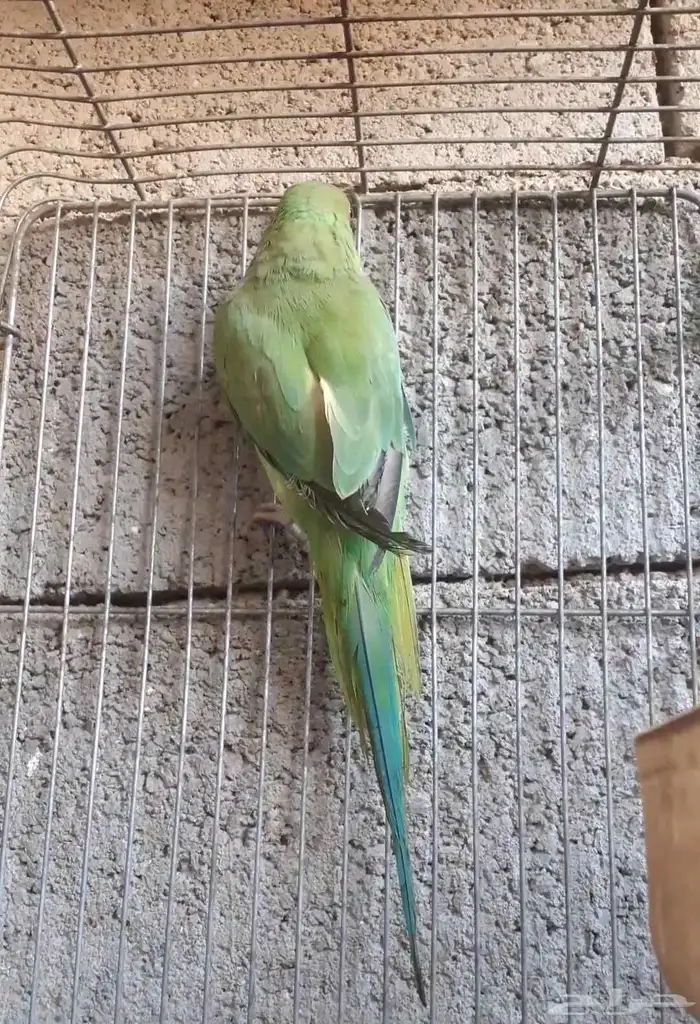 للبيع الدره هندي 1