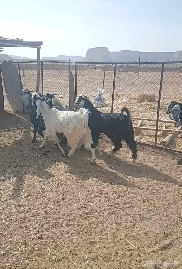 تيوس جذعان( مخاصي) 1