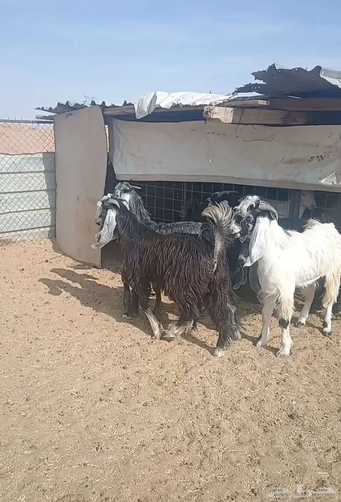 تيوس جذعان( مخاصي) 4