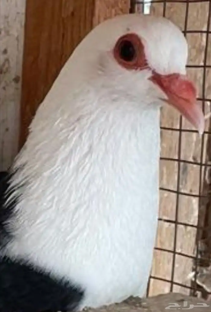 جوز رعبي تركيب جديد 4