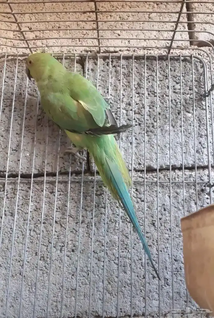 للبيع الدره هندي 0