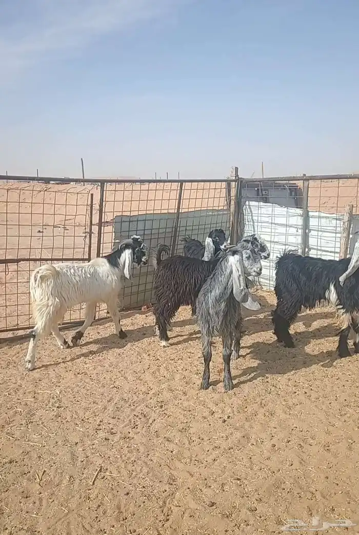 تيوس جذعان( مخاصي) 5