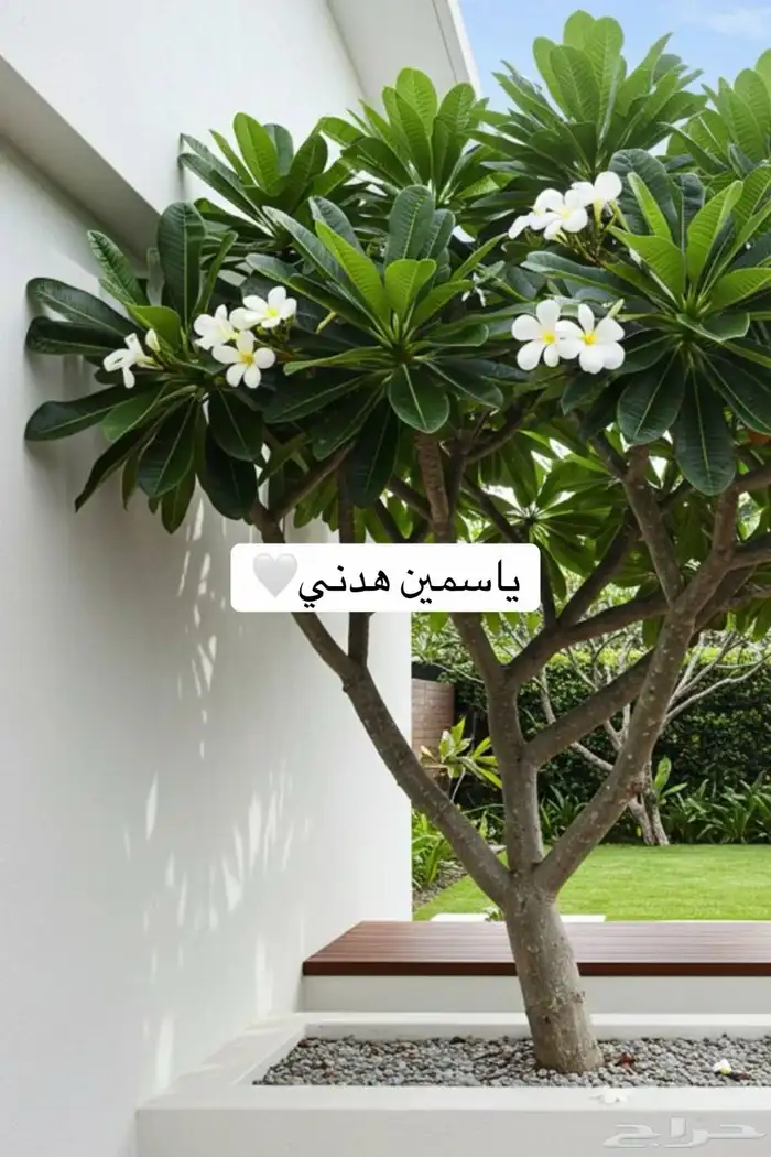 حدائق منزلية 2